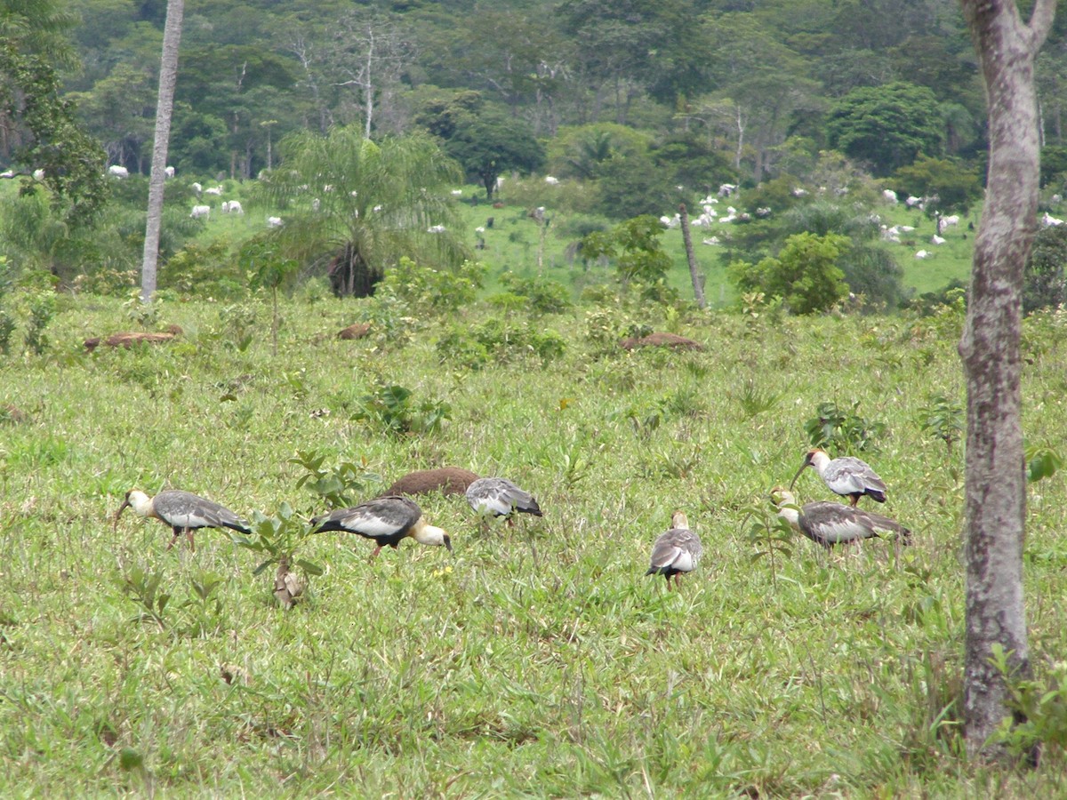 Buff-necked Ibis - ML591076601