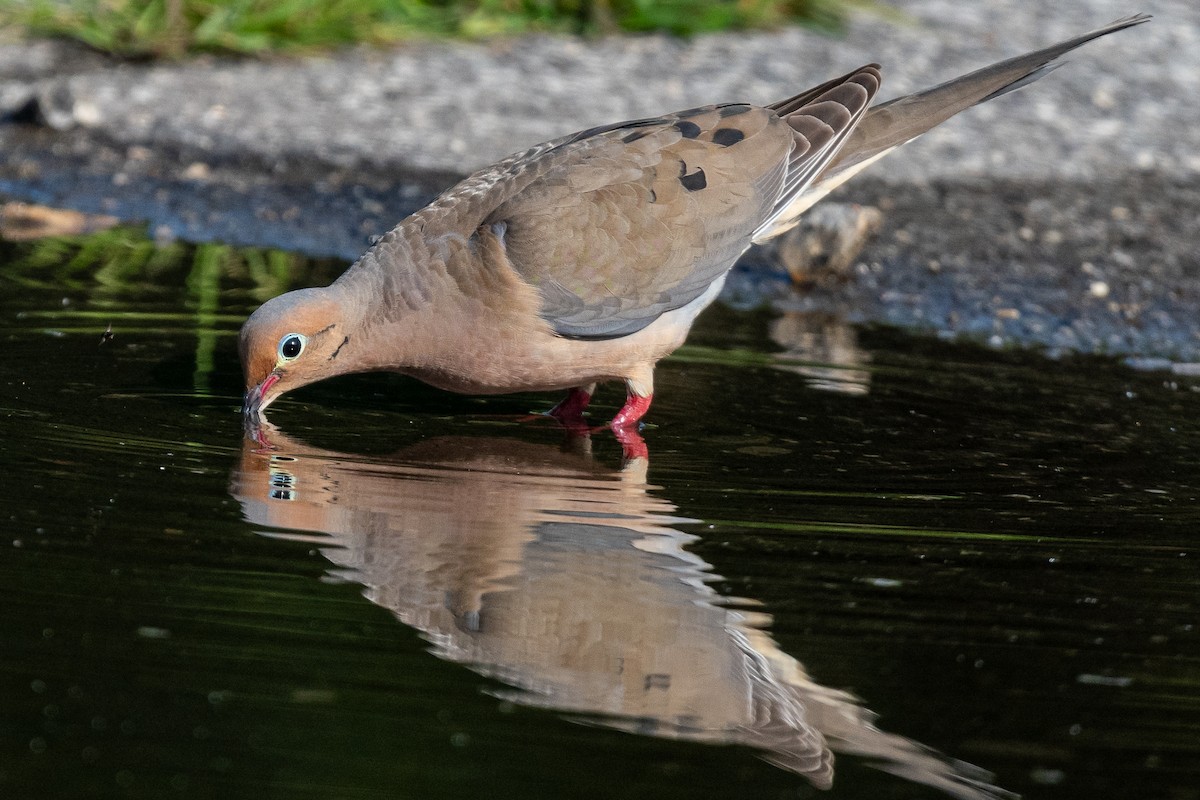 Mourning Dove - ML591076641