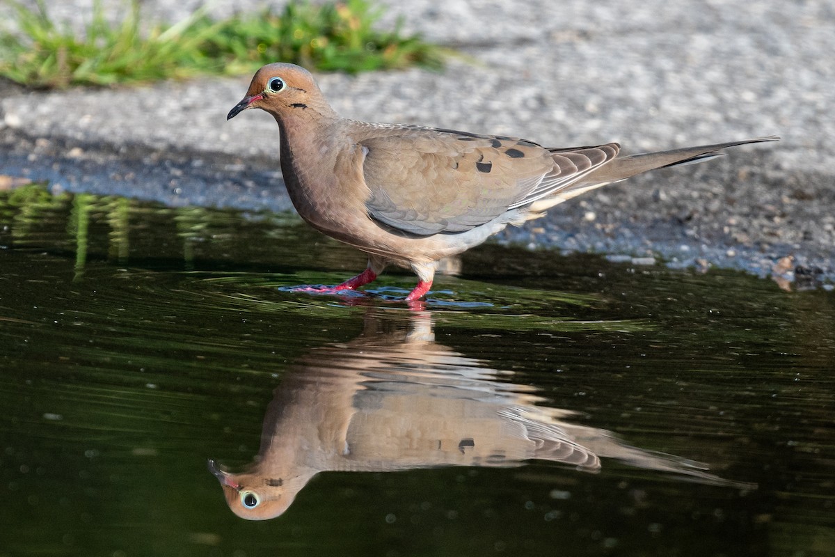 Mourning Dove - ML591076651