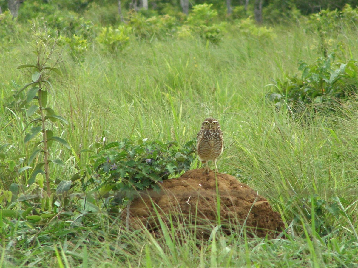 Burrowing Owl - ML591076951