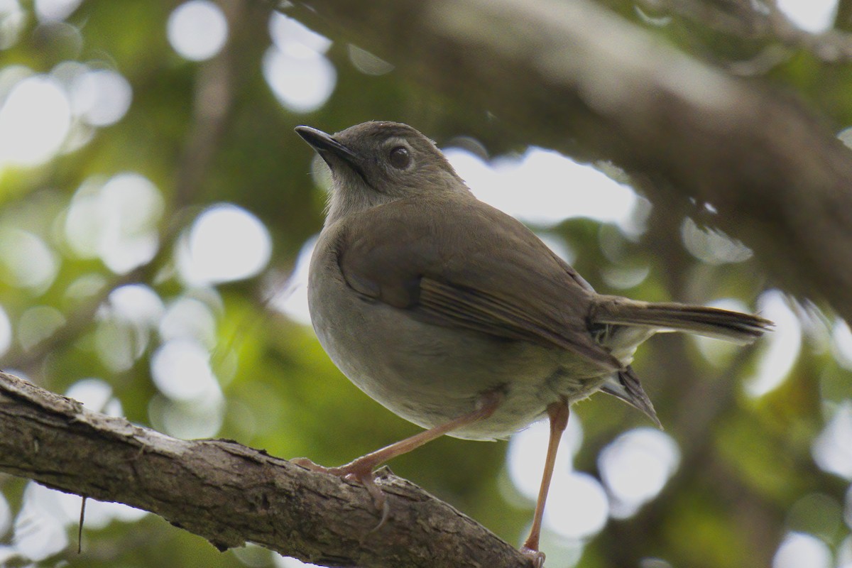 カウアイツグミ - ML591077491