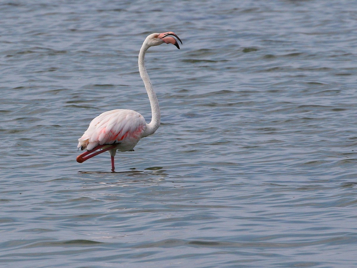 Flamingo - ML591078181