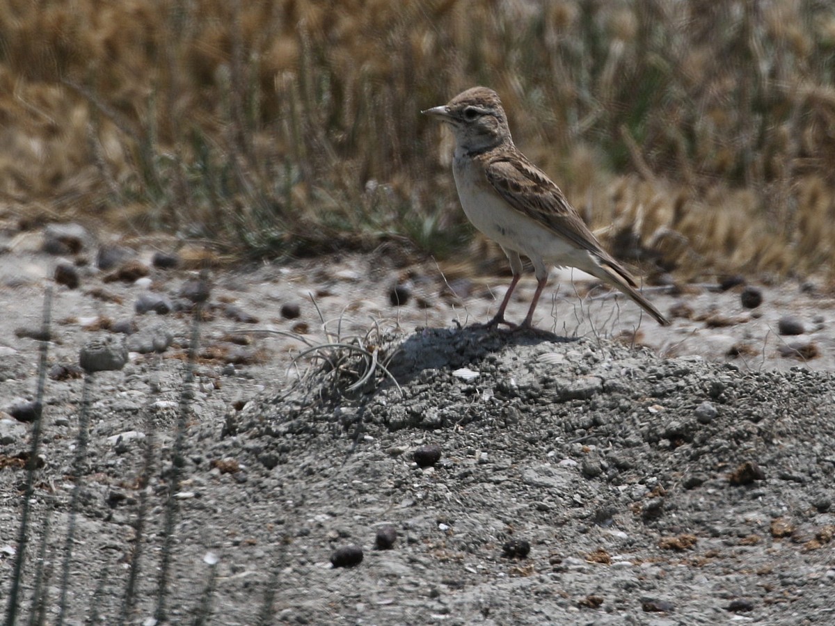 skřivánek krátkoprstý - ML591078381