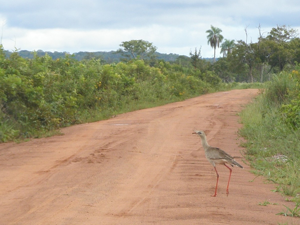 Red-legged Seriema - ML591078611