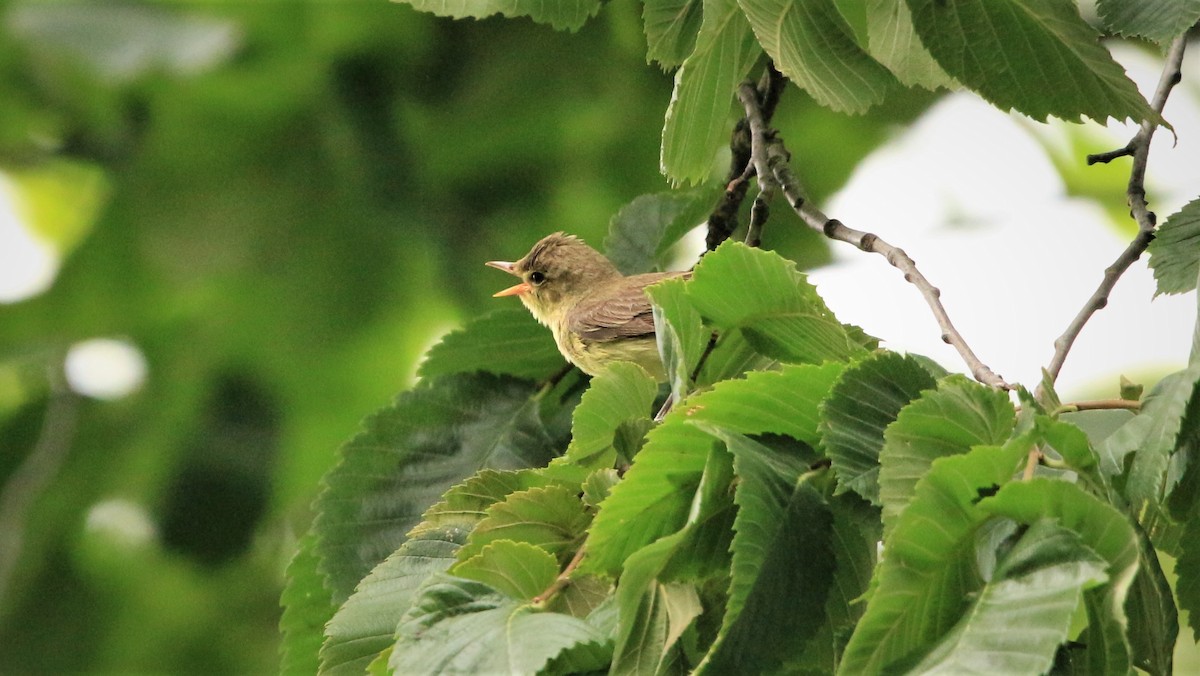 Icterine Warbler - ML591079221