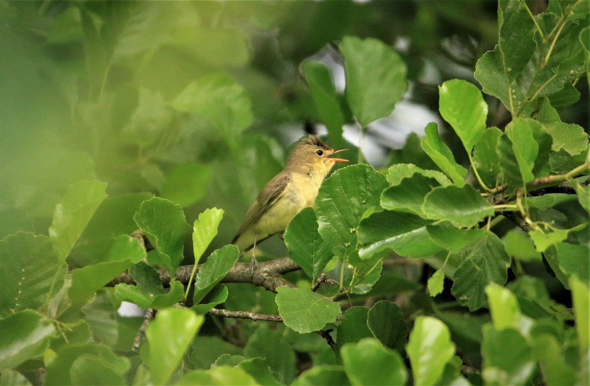 Icterine Warbler - Tim Corbridge