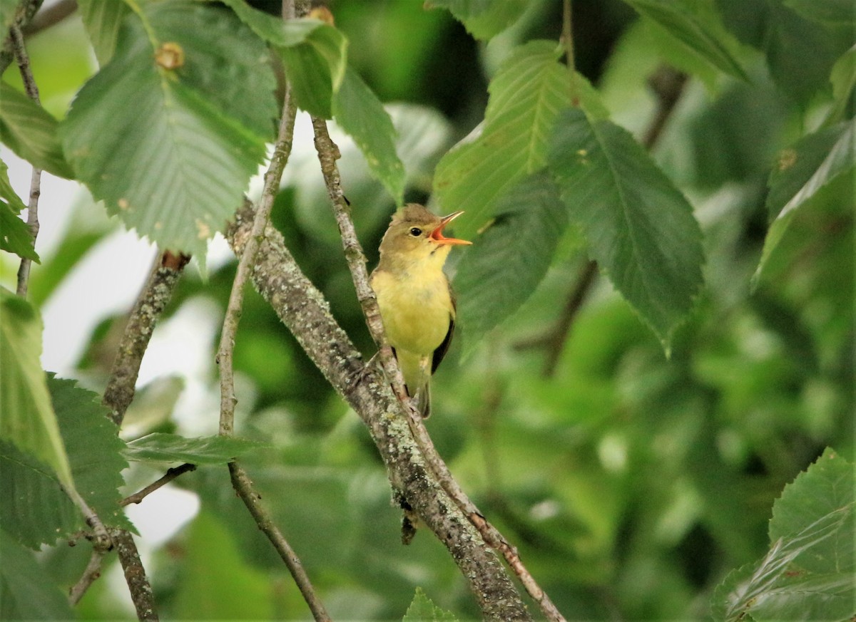 Icterine Warbler - ML591079241