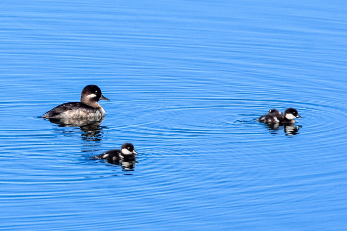 Bufflehead - ML591080451