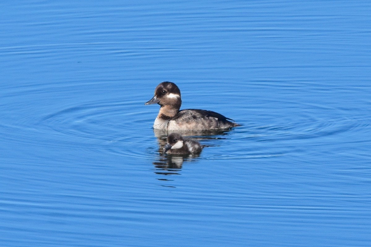 Bufflehead - ML591080461