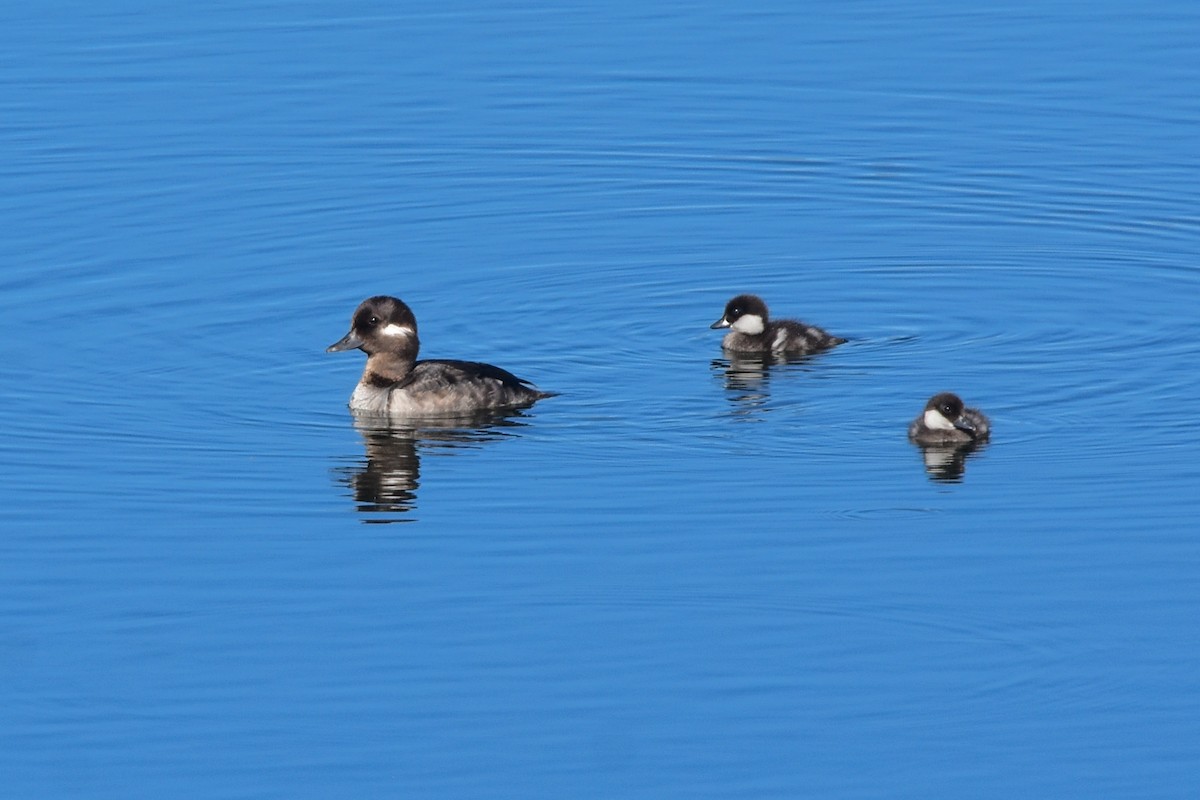 Bufflehead - ML591080471