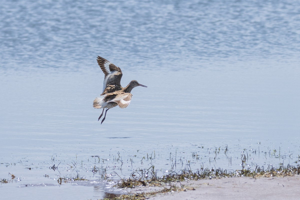 Willet - ML591080571