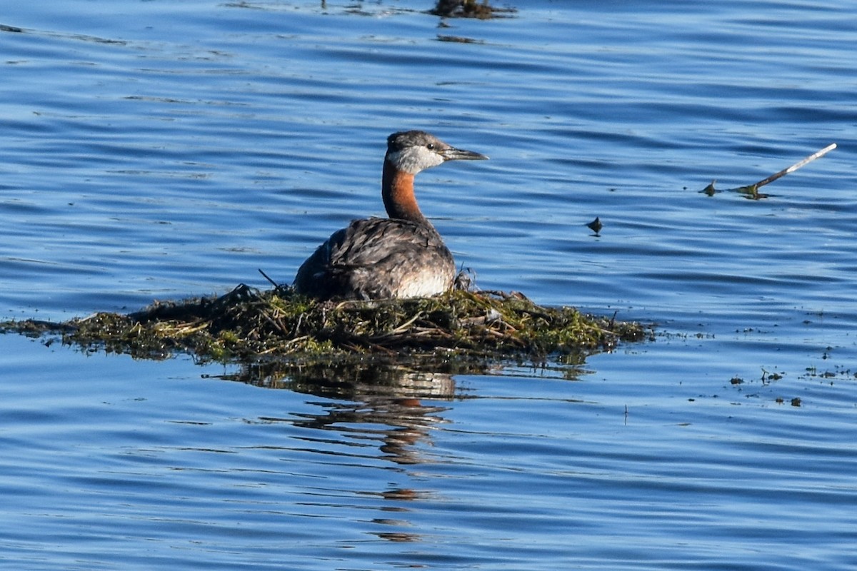 Red-necked Grebe - ML591080611