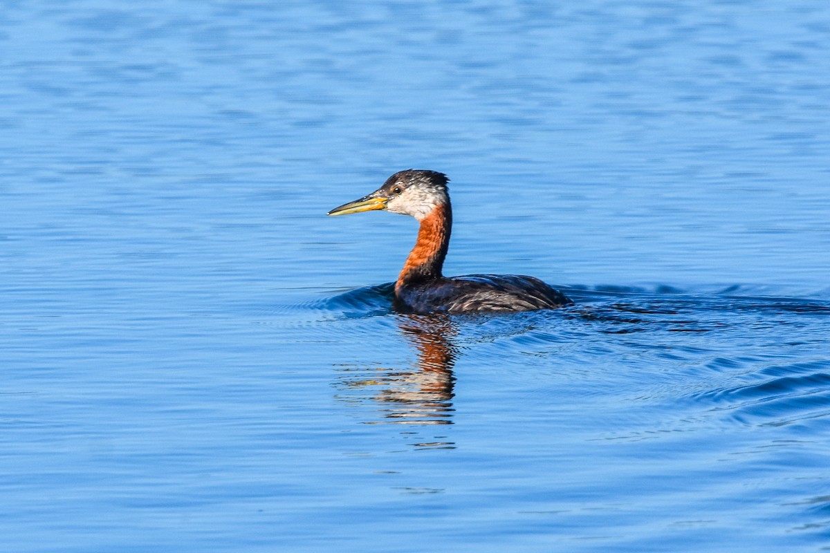Red-necked Grebe - ML591080621