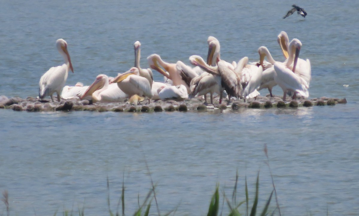 pelikán bílý - ML591080841