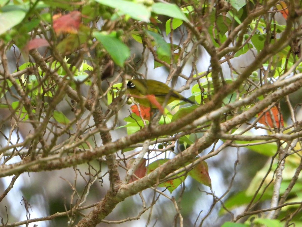 Capped White-eye - ML591080881