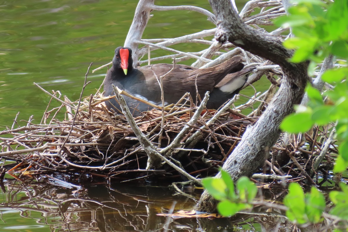 Gallinule d'Amérique - ML591080951