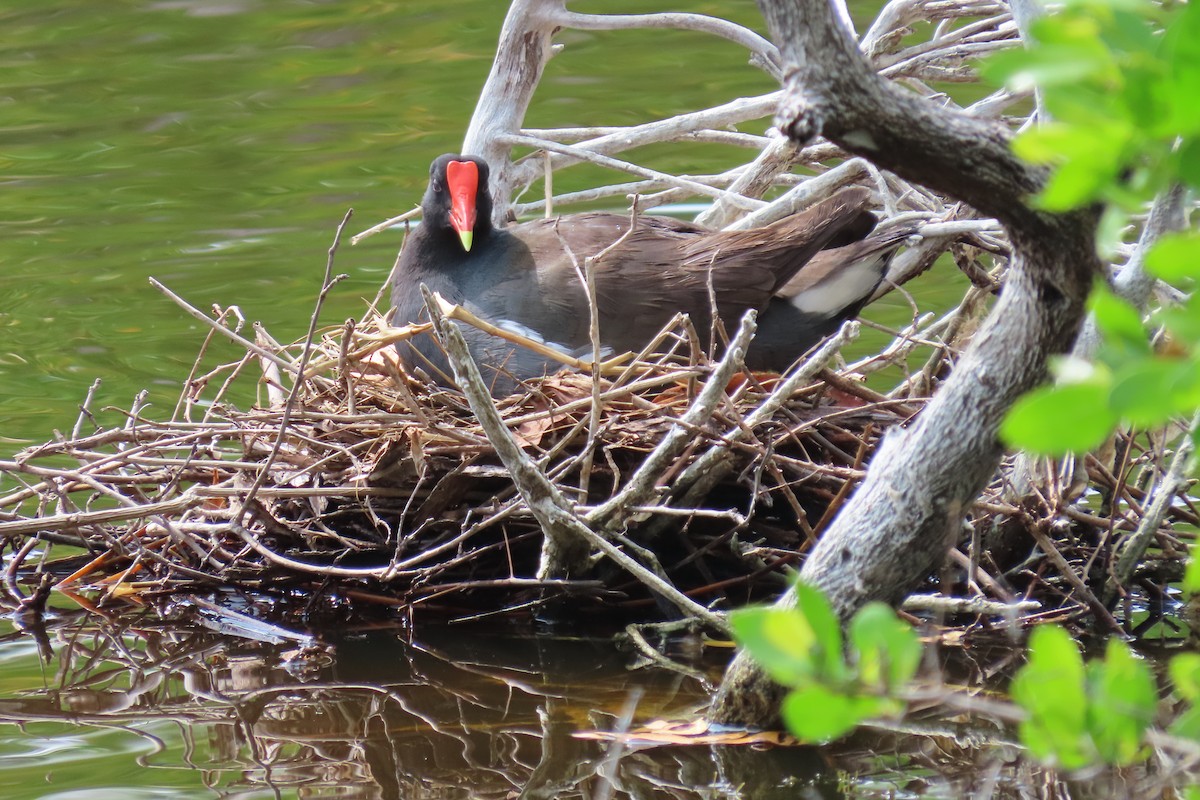 Gallinule d'Amérique - ML591080961