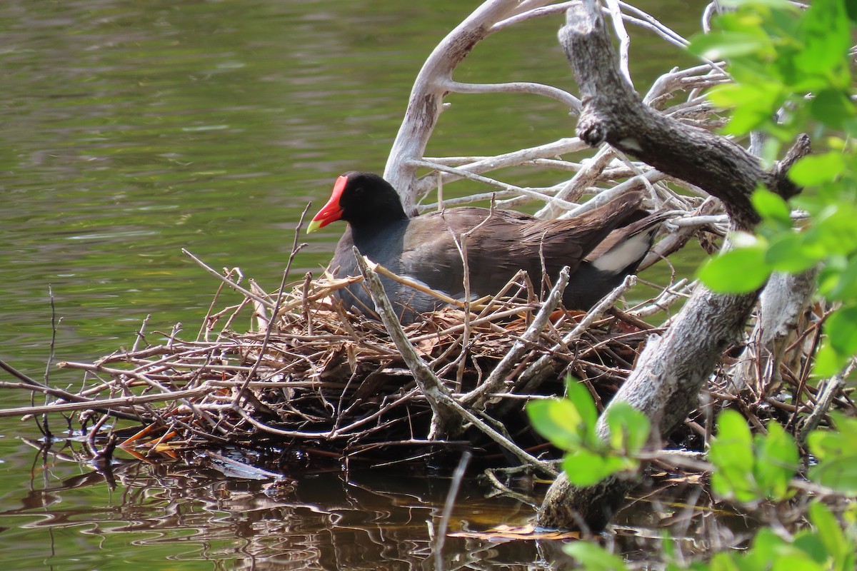 Gallinule d'Amérique - ML591080971