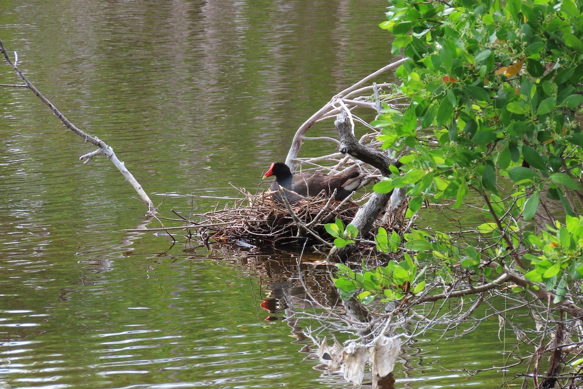 Common Gallinule - Kevin Christman