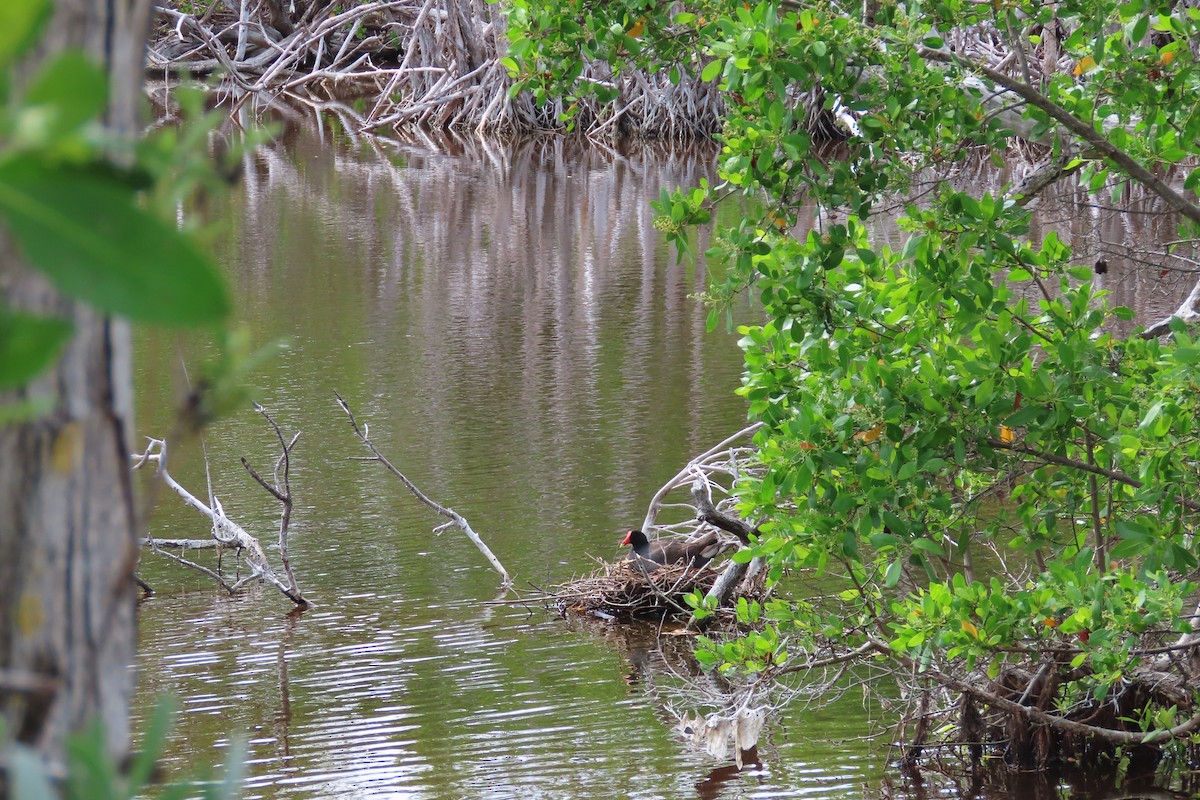 Gallinule d'Amérique - ML591080991