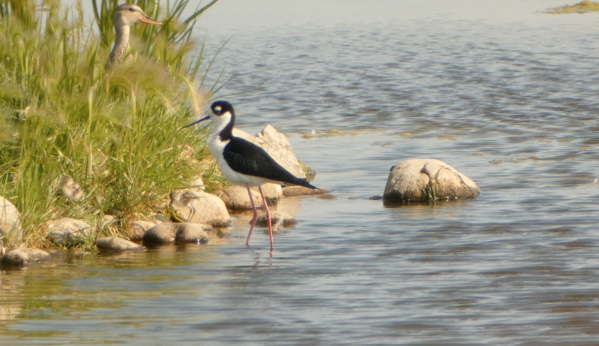 Black-necked Stilt - ML591081361