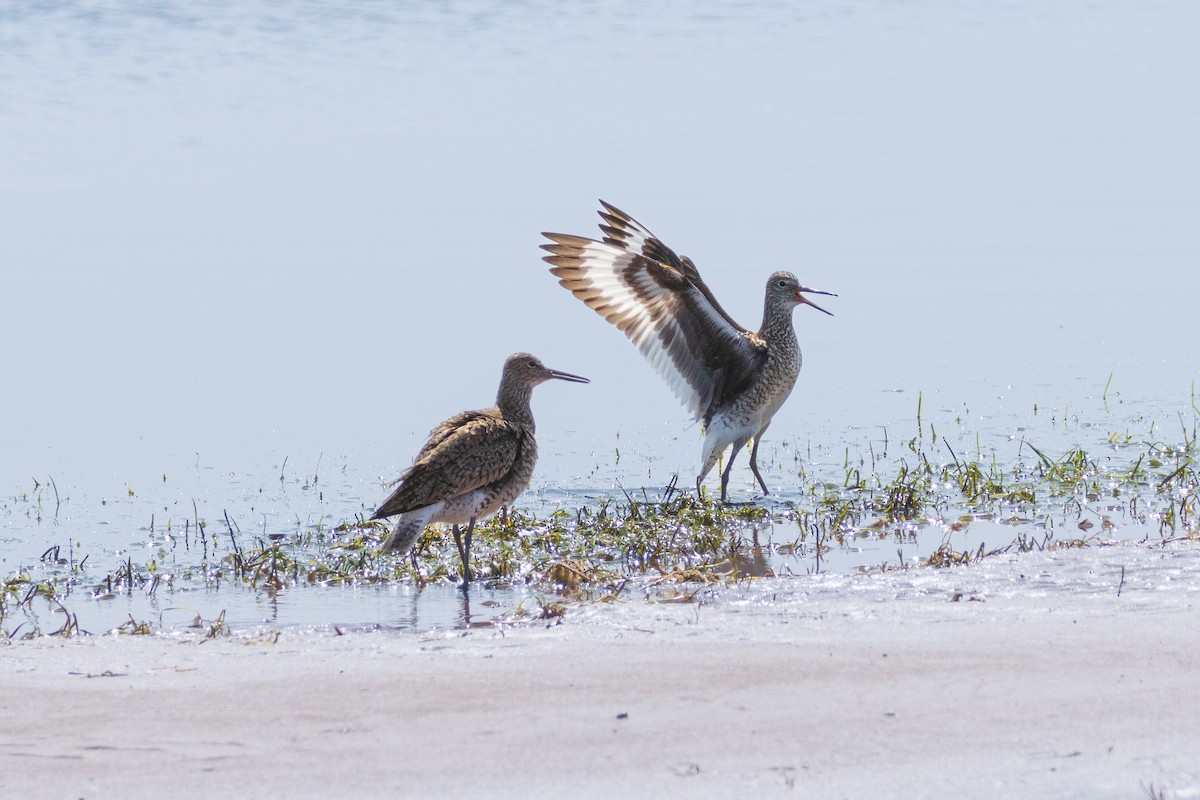 Willet - ML591081611