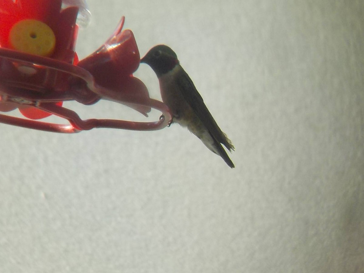 Broad-tailed Hummingbird - ML591082531