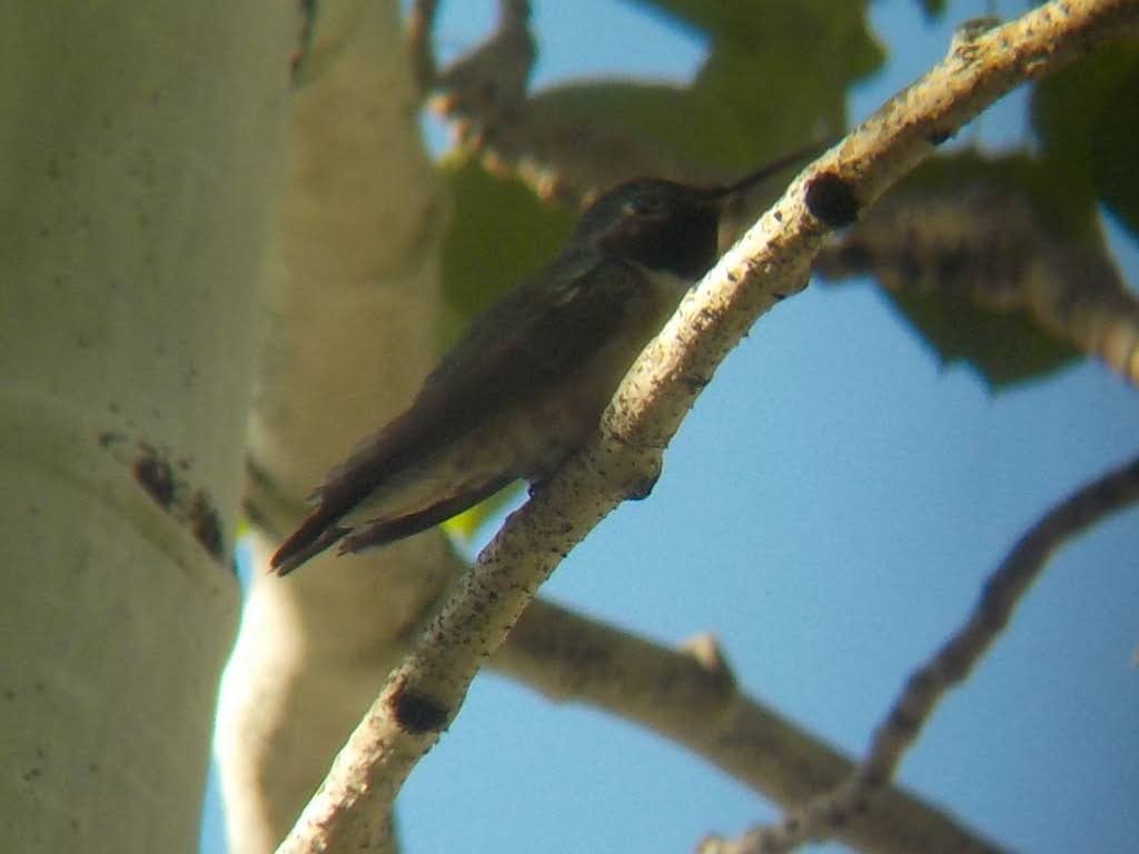 Broad-tailed Hummingbird - ML591082541