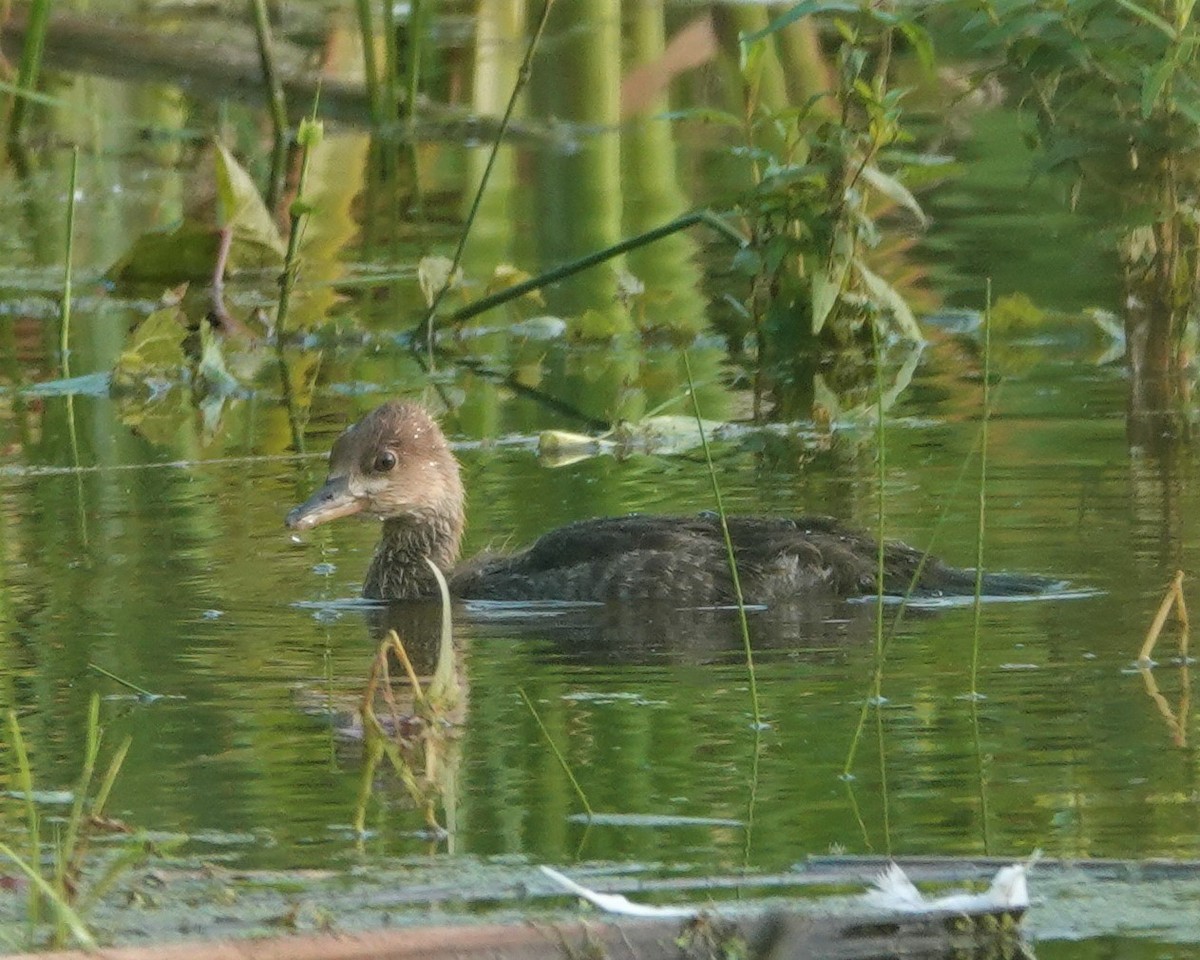 Hooded Merganser - ML591082681