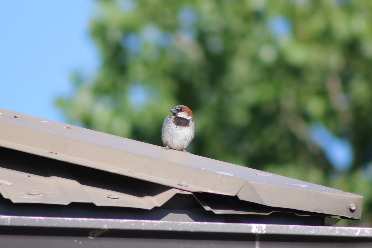 House Sparrow - ML591082941