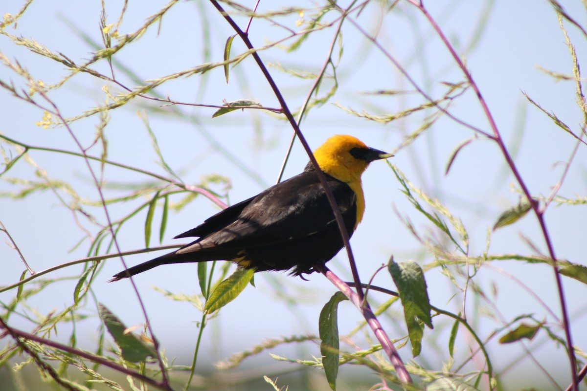 Yellow-headed Blackbird - ML591083081