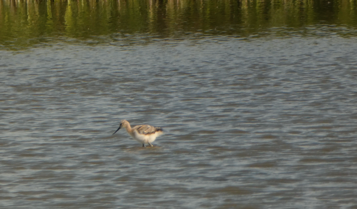 American Avocet - ML591083611