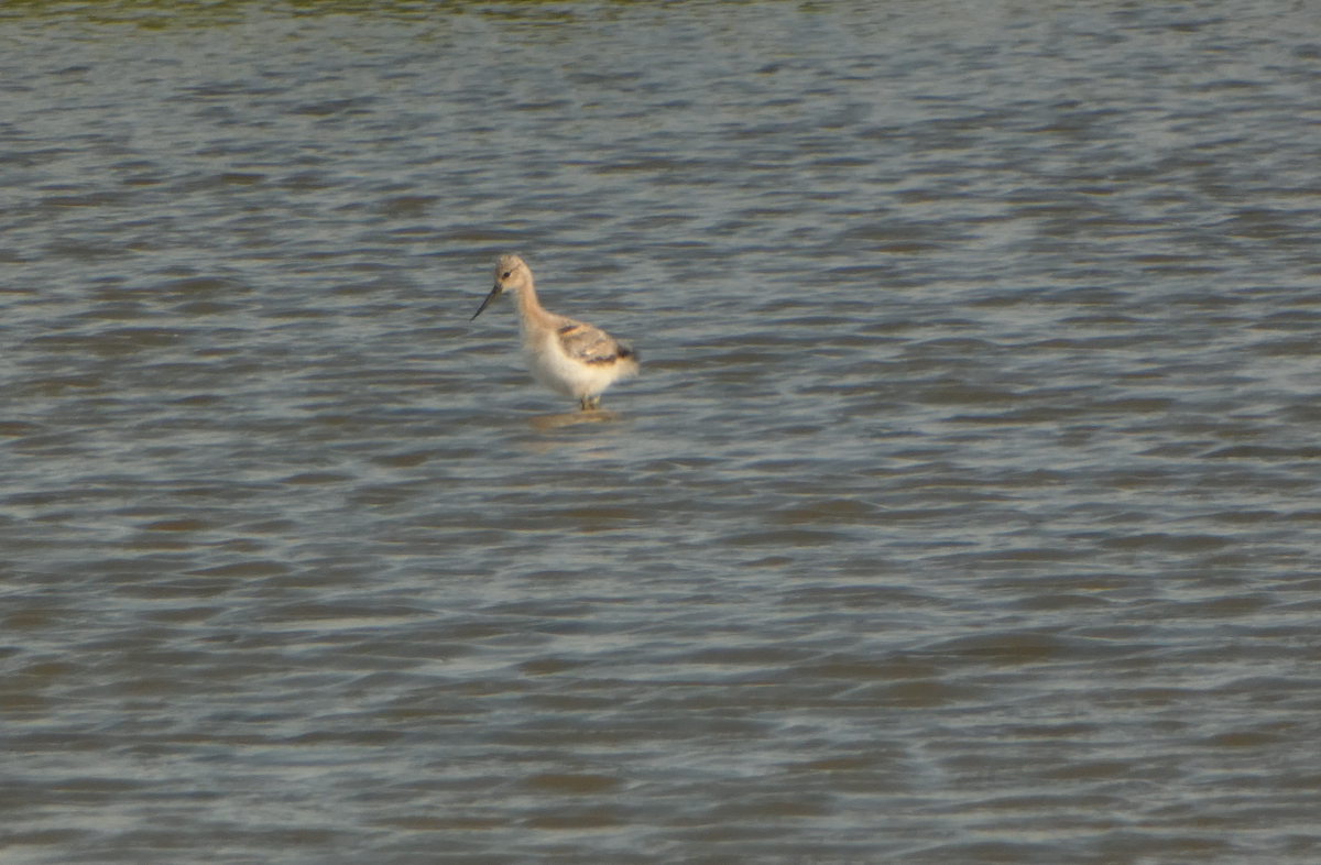 American Avocet - ML591083821