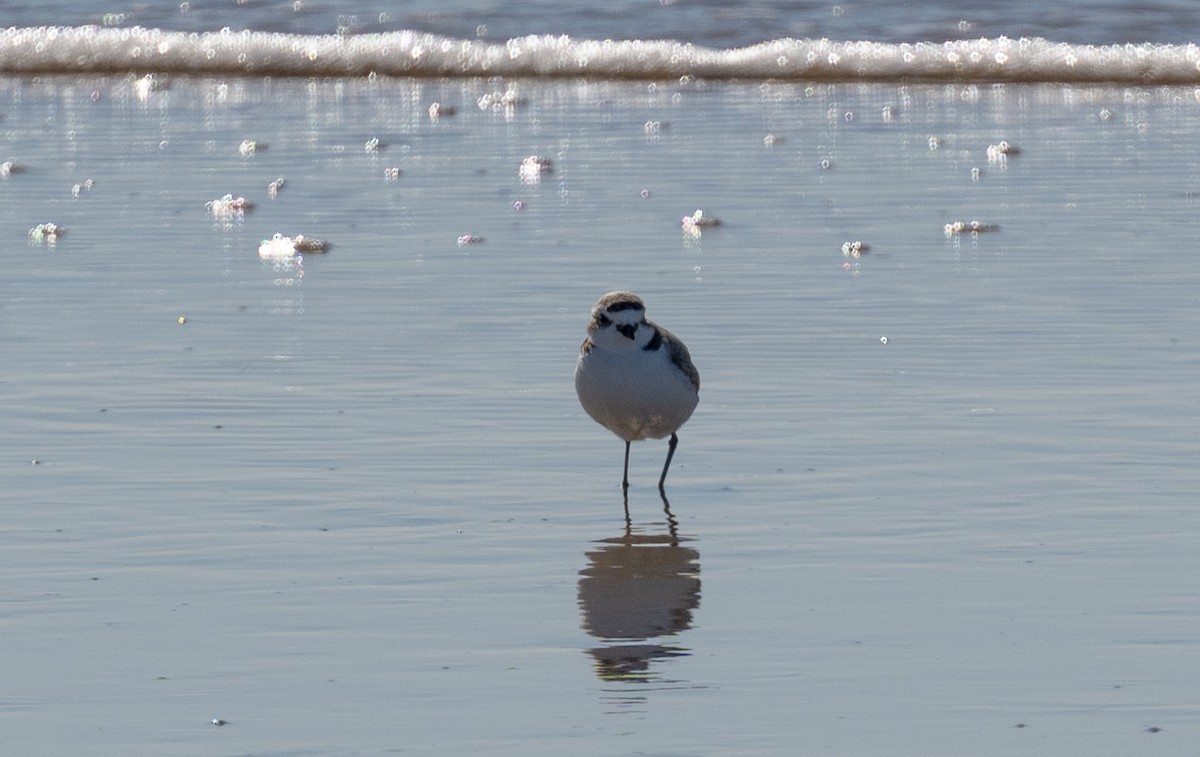 Snowy Plover - ML591084231