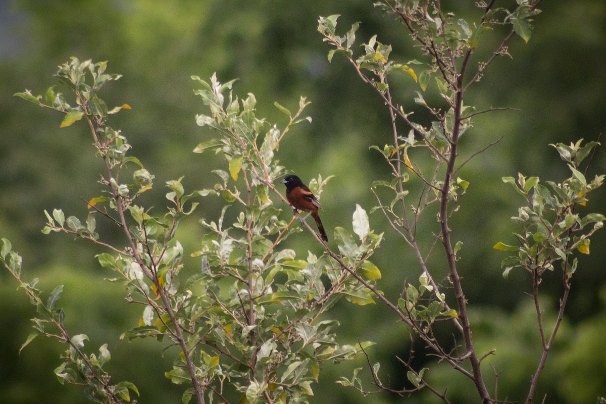 Orchard Oriole - ML591084731