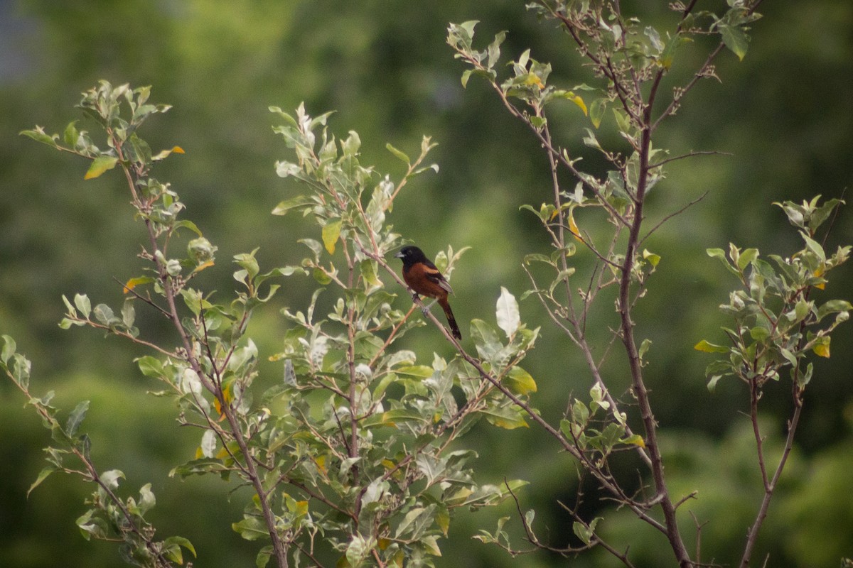 Orchard Oriole - Brady Higginbotham