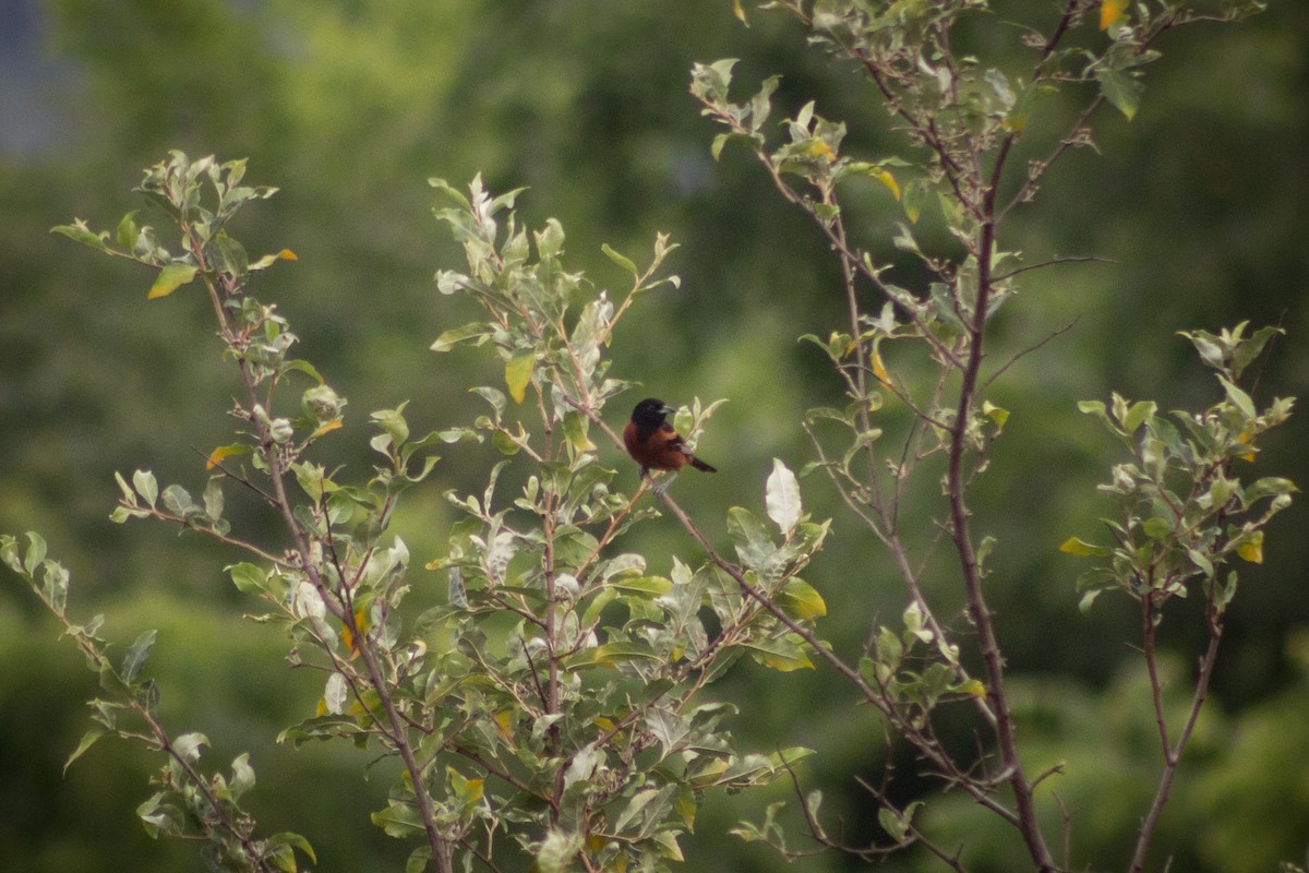 Orchard Oriole - Brady Higginbotham