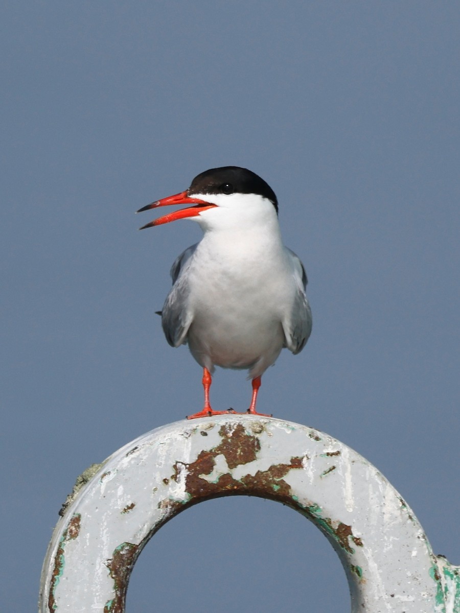 Common Tern - ML591085551