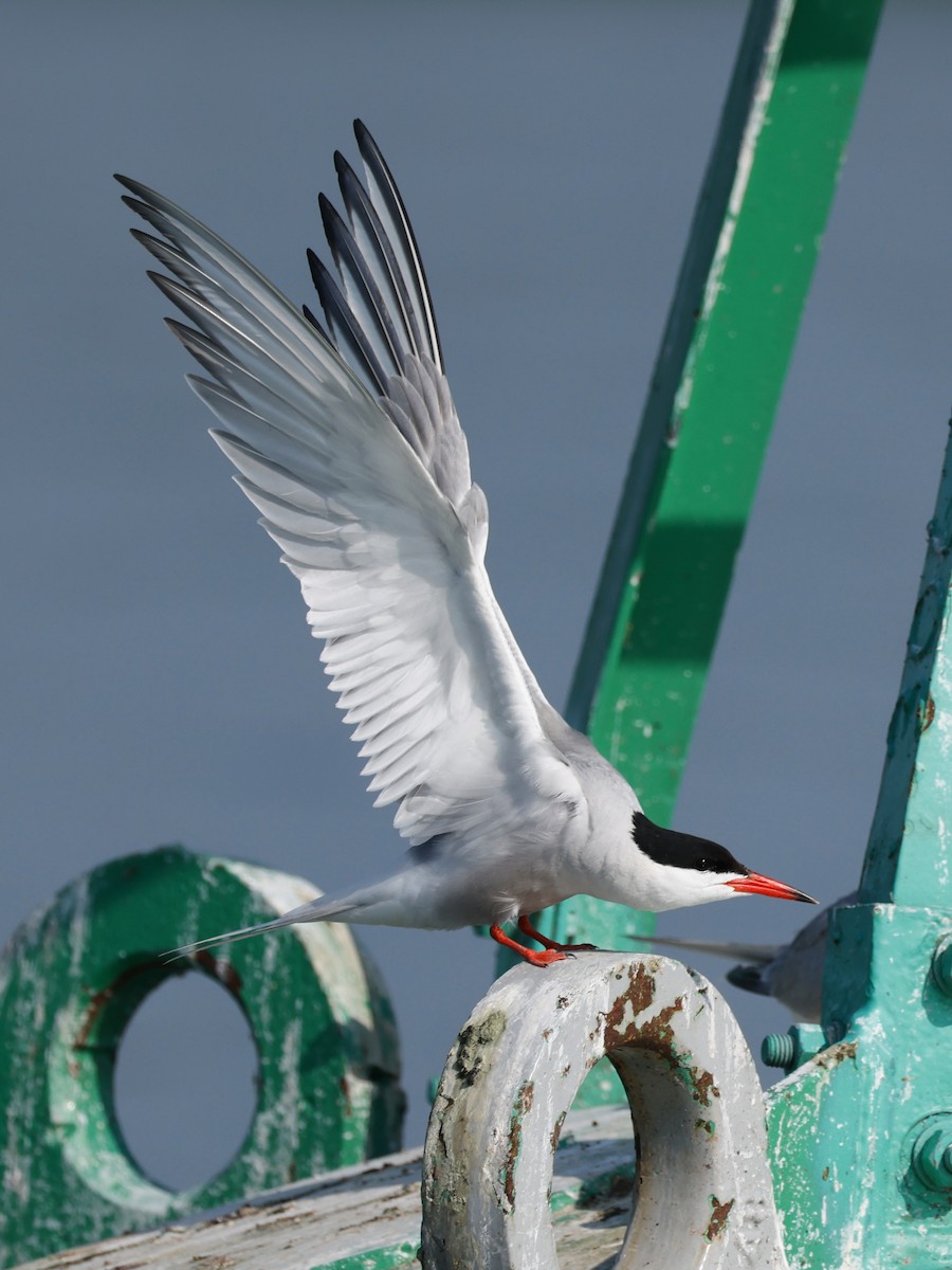 Common Tern - ML591085571