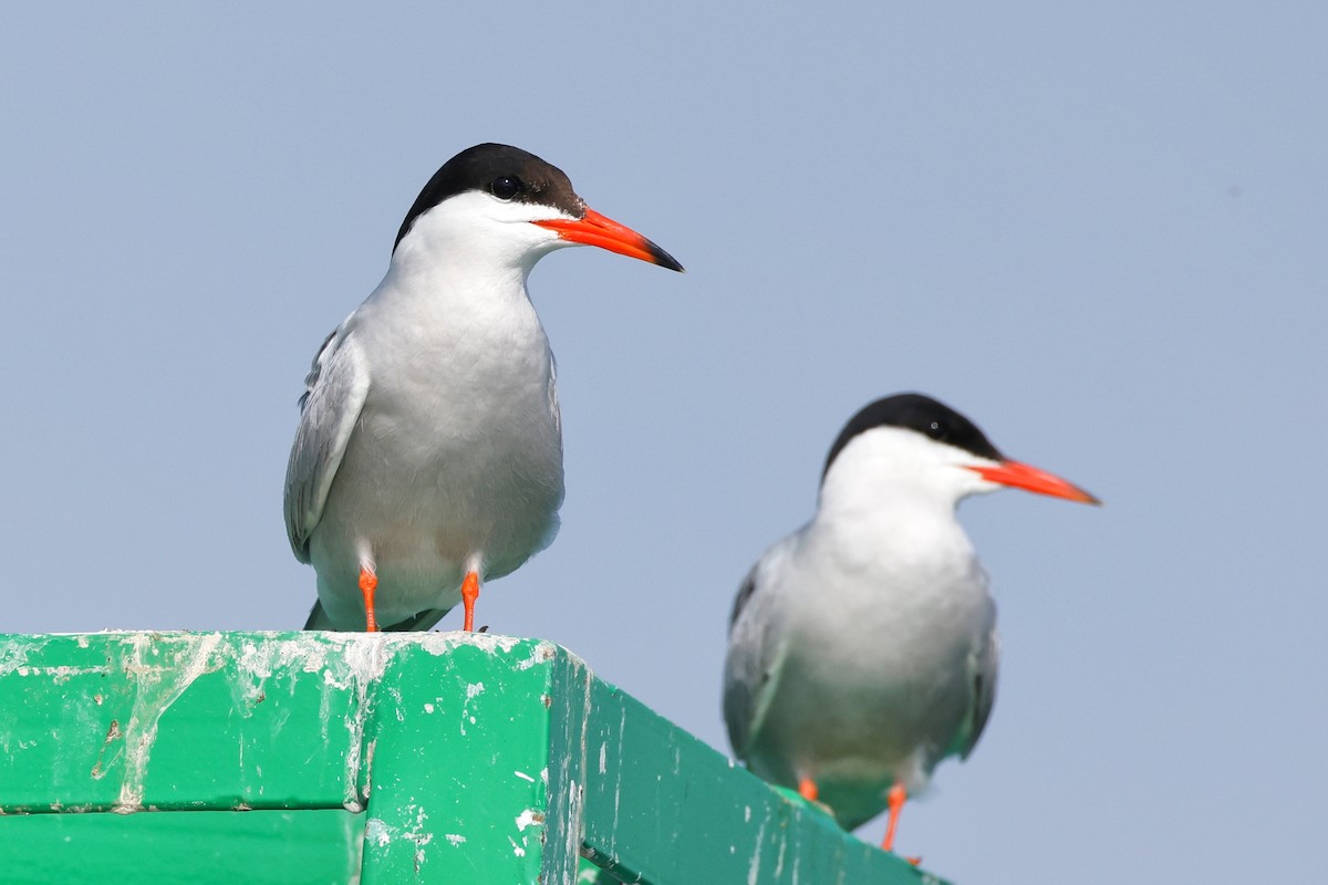 Common Tern - ML591085581