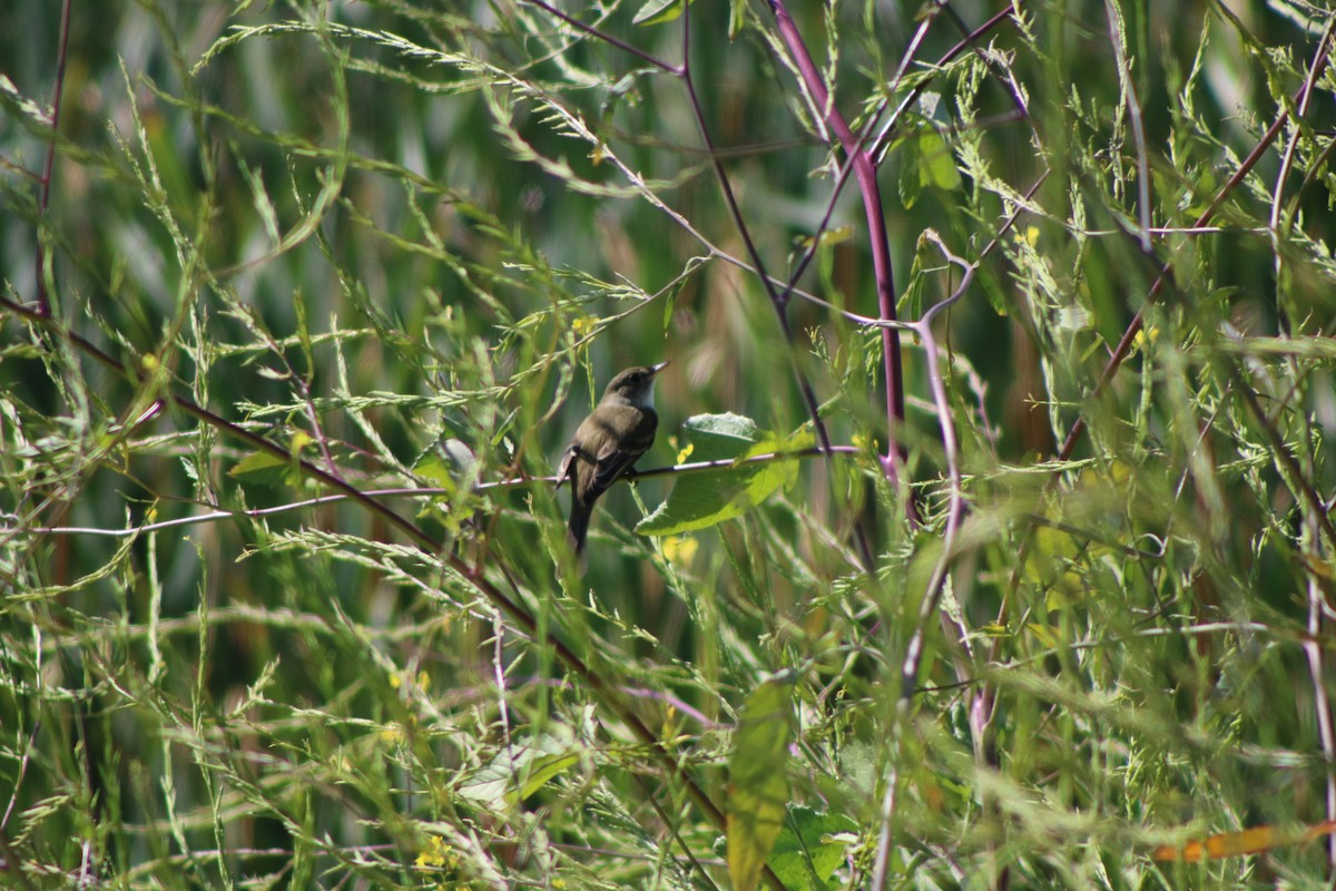 Willow Flycatcher - ML591086131