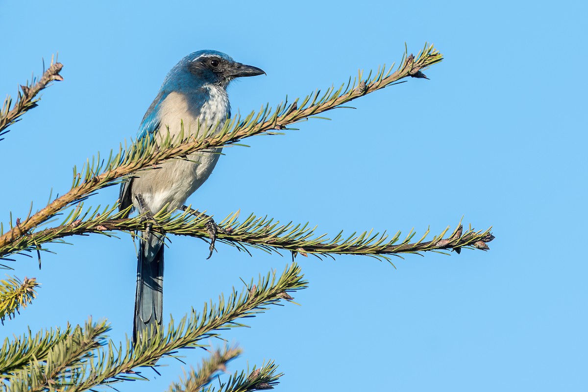 California Scrub-Jay - ML591086341