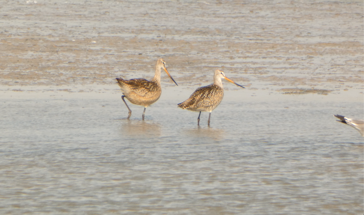 Marbled Godwit - ML591086561