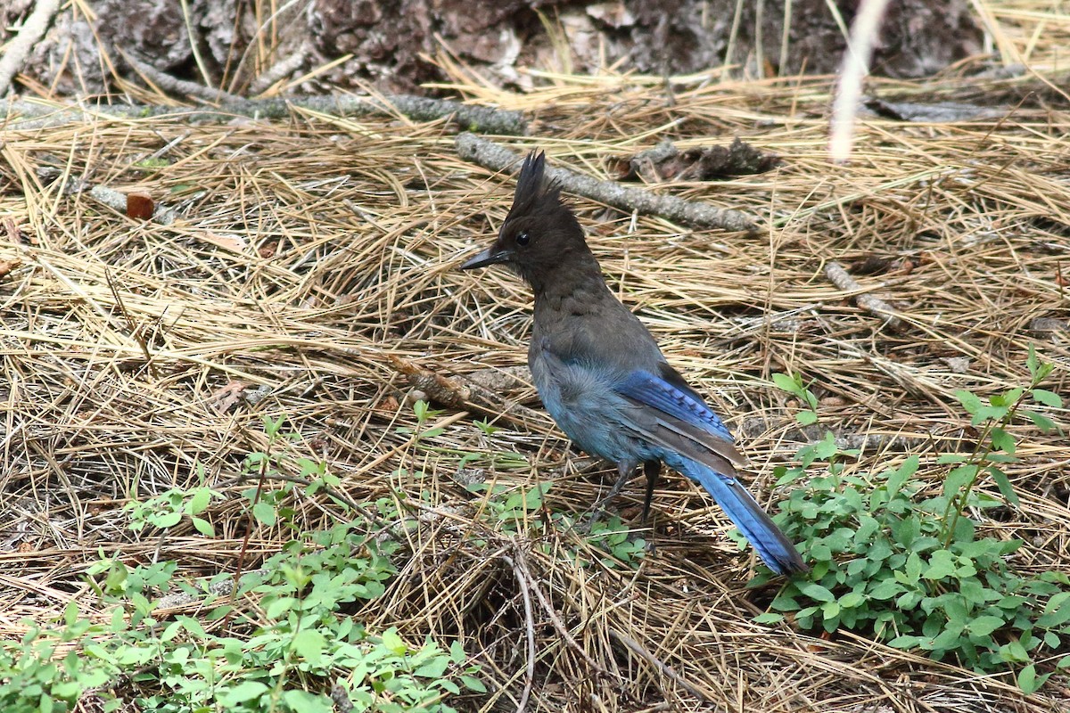 Steller's Jay - ML591086651