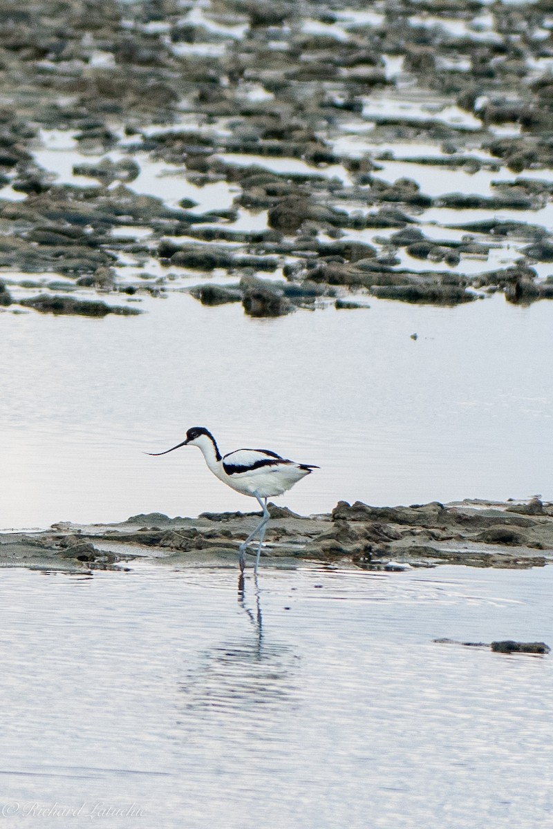 Pied Avocet - ML591086781