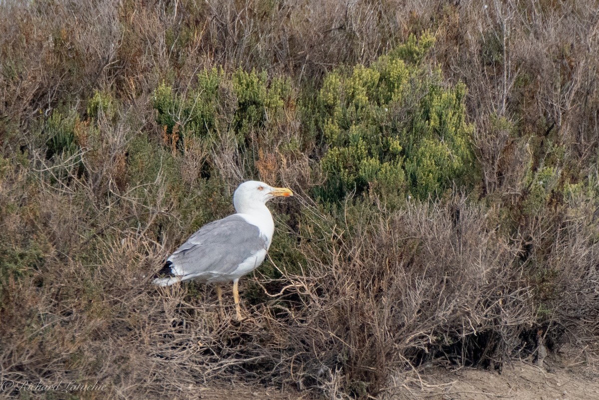 Yellow-legged Gull - ML591086931