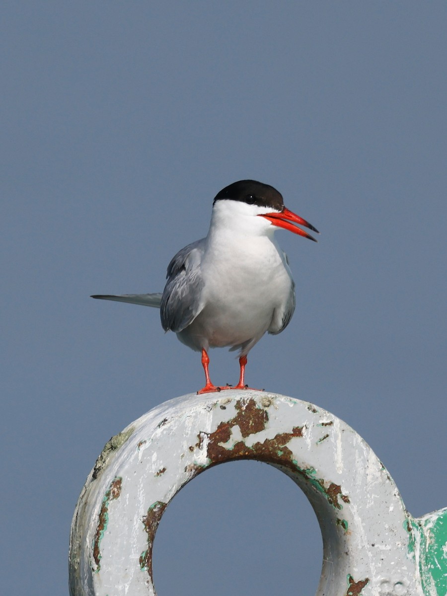Common Tern - ML591086991