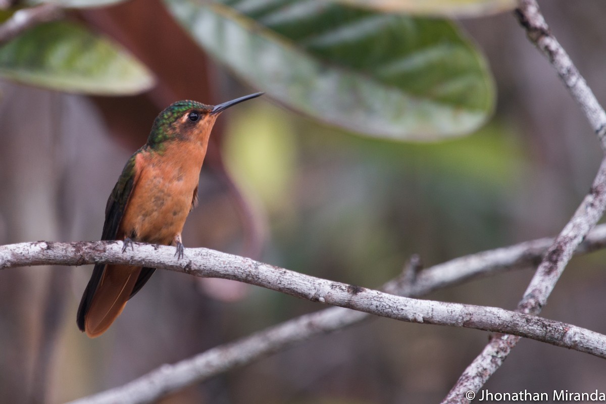 Rufous-breasted Sabrewing - Jhonathan Miranda - Wandering Venezuela Birding Expeditions
