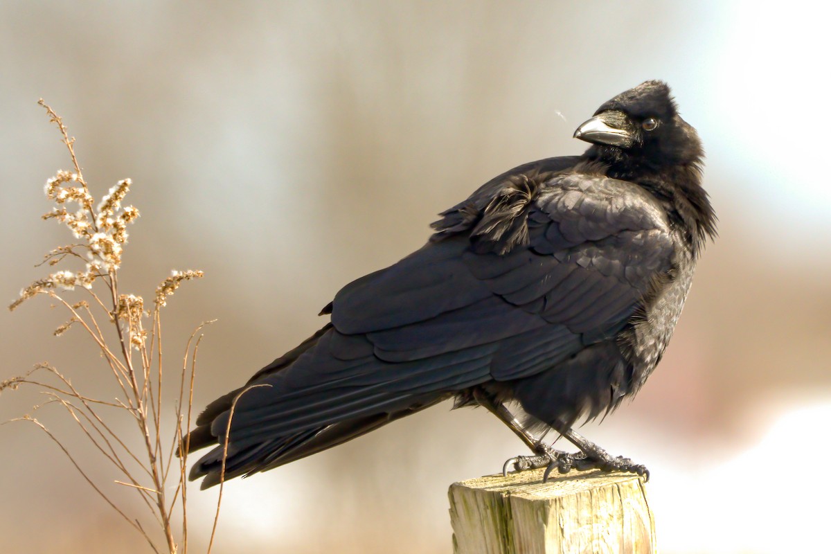 American Crow - ML591088281