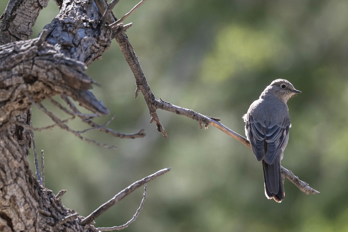 Townsend's Solitaire - ML591088761